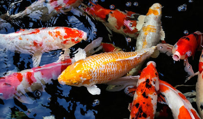 Aller KOI Superior, 3mm, 6mm - 20kg