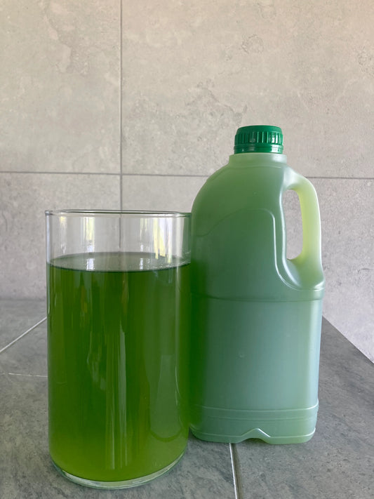 Dzīvā mikroaļģe Chlorella zivju dīķu un ūdenstilpju uzlabošanai