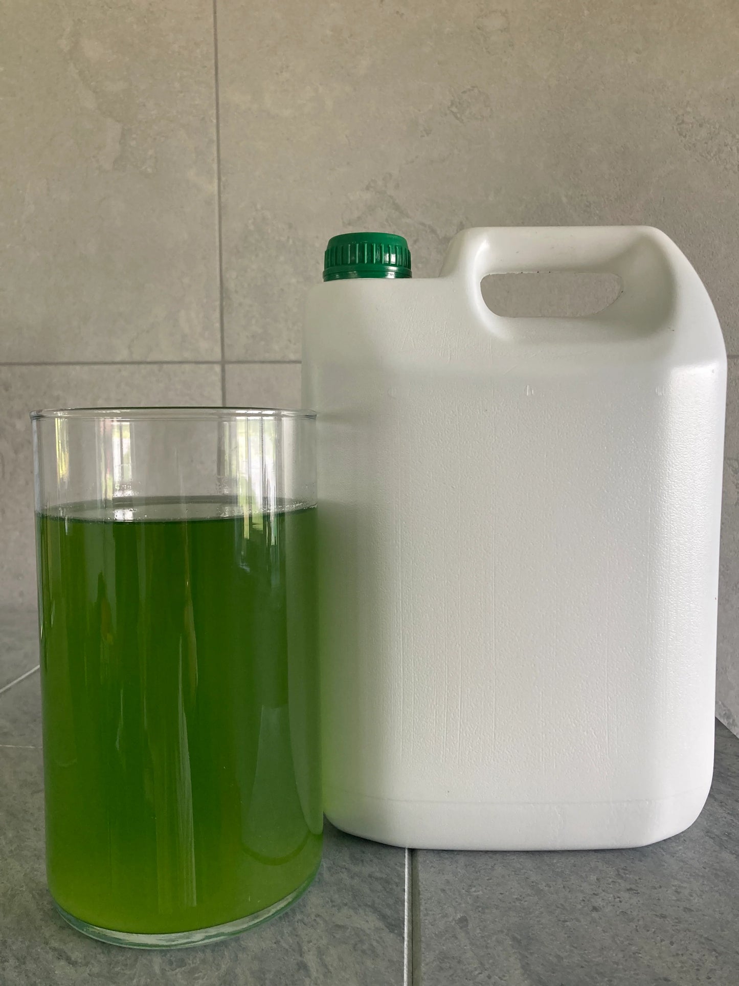 Dzīvā mikroaļģe Chlorella zivju dīķu un ūdenstilpju uzlabošanai
