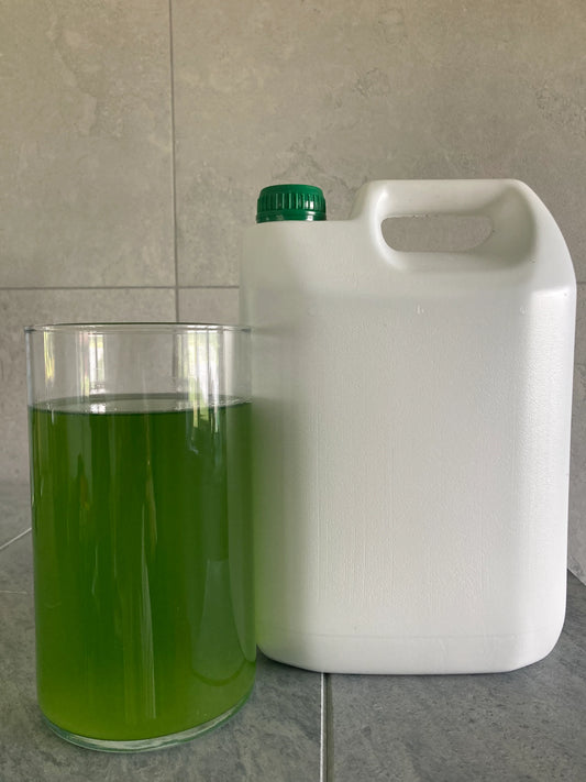 Dzīvā mikroaļģe Chlorella zivju dīķu un ūdenstilpju uzlabošanai